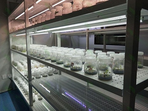 新郑植物组织培养实验室设计建设方案